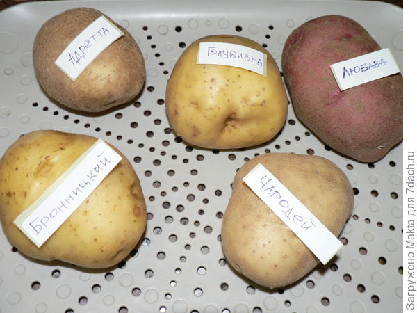 семена картошки сорта