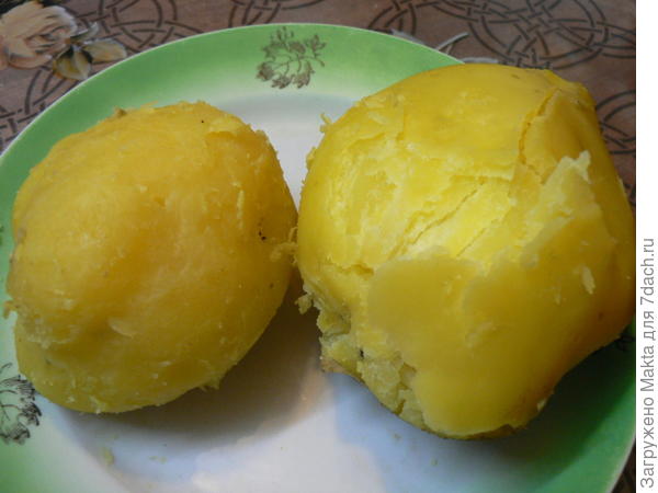 сорт &quot;Илона&quot;