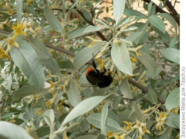 Лох серебристый &quot;Земпен&quot;