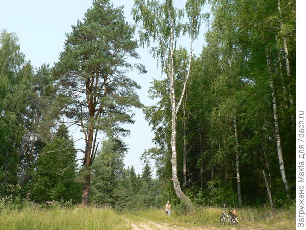 Лесная дорога