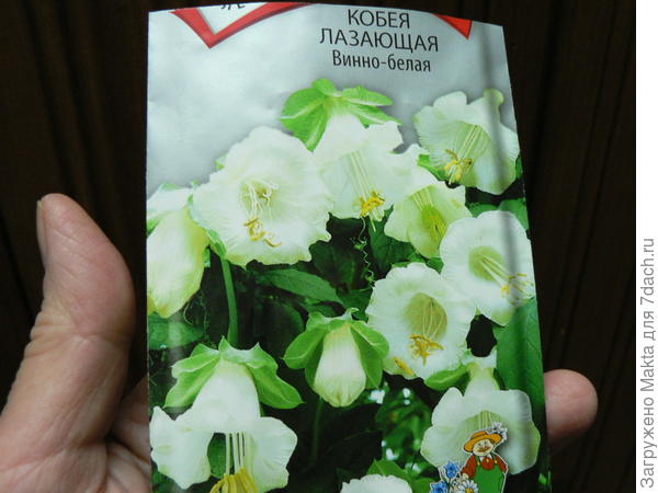 Пакетик семян кобеи