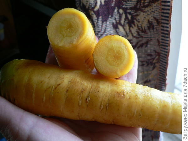 Сырая морковь(хранится в подвале)