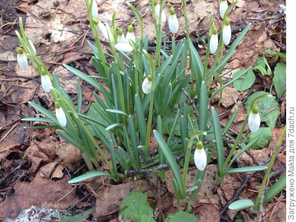 ГАЛАНТУС СНЕЖНЫЙ,  а по-нашему - подснежник
