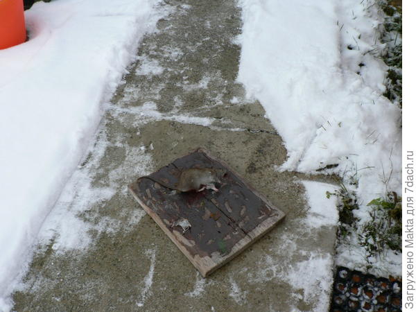 О размерах не говорю