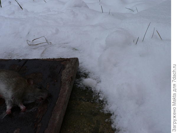 Для  хорька