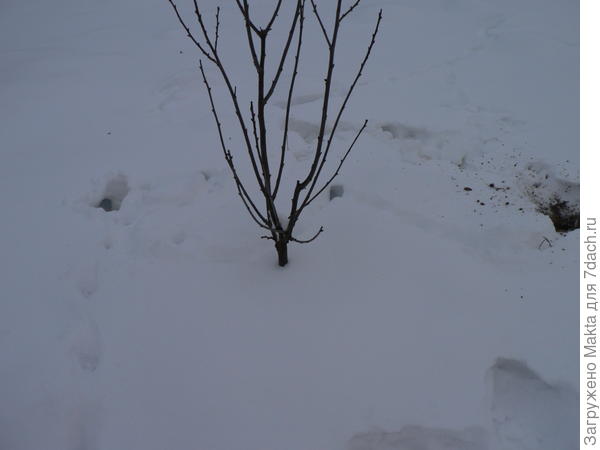 вокруг вишни