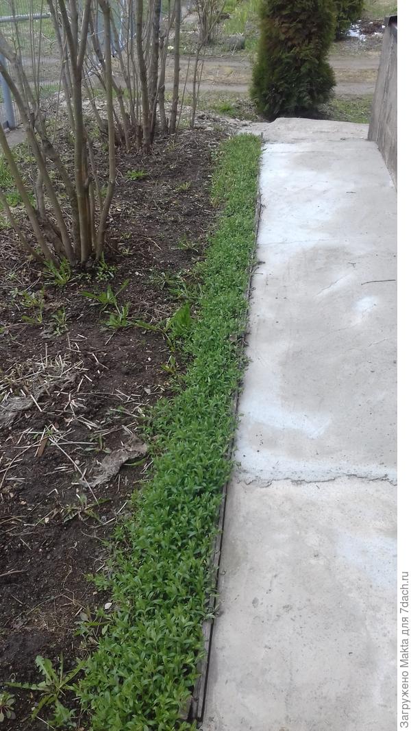 он же вдоль дорожки, здесь тень