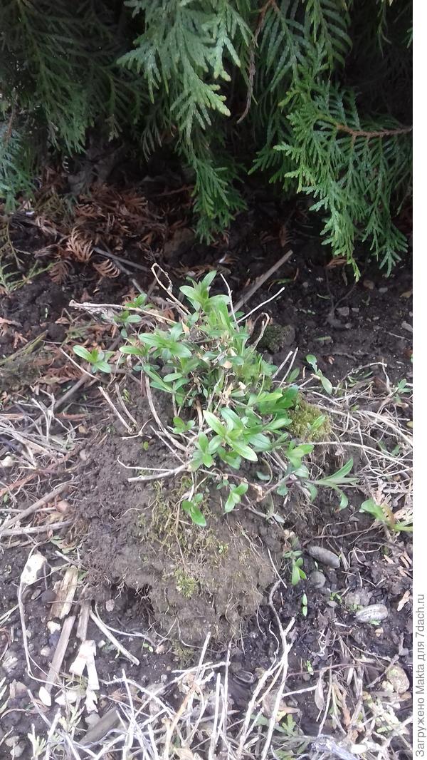 пролежал зиму, выкопан был