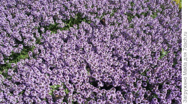 чабрец 13 июля