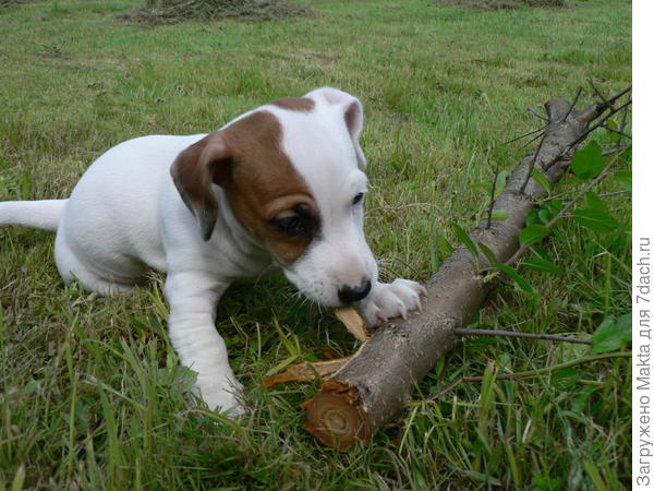 Ветка "откусана" успешно