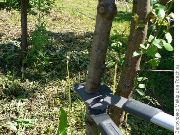 Далее ствол толще