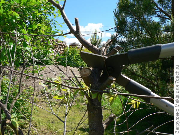 Сливу обрезаем