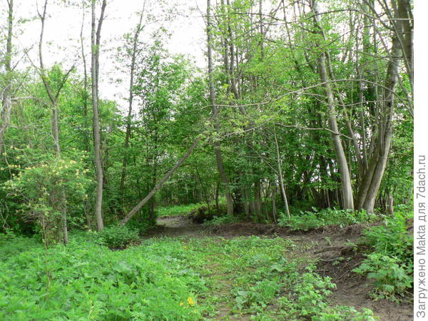 Тот же лесочек 2-го июня