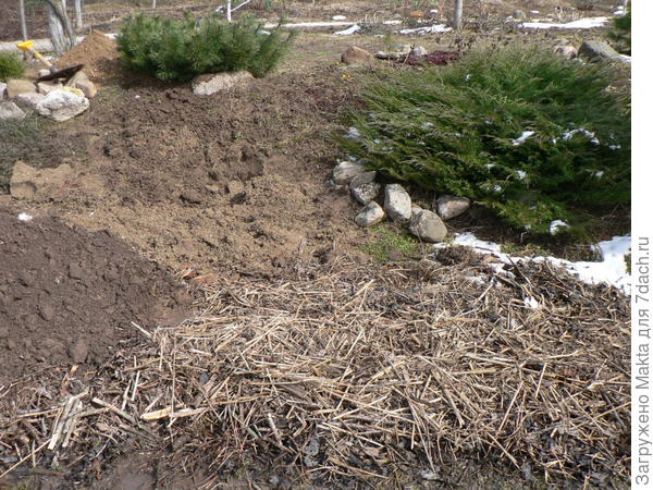 Сосна уже на пригорке