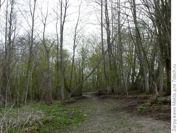 Наш лесочек ранней весной