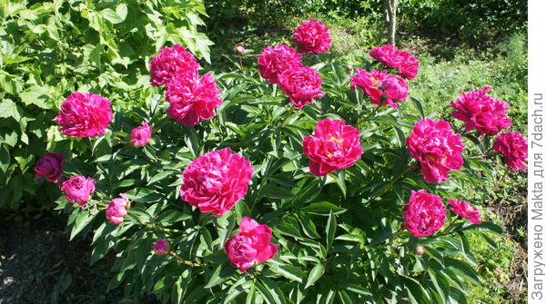 С Днем рождения!