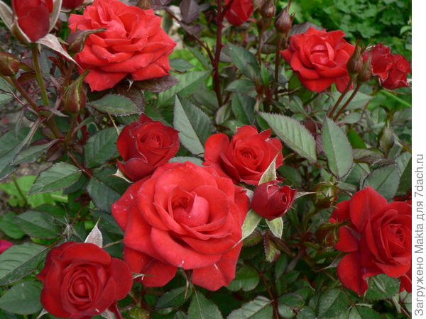 мои мелкие розы