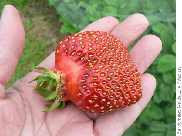 Это Хоней в идеале.