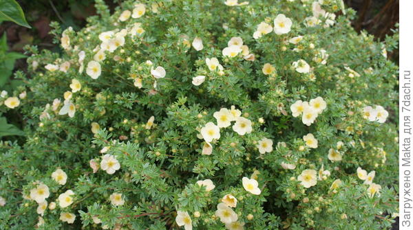 Бледно-желтая становится лососевой