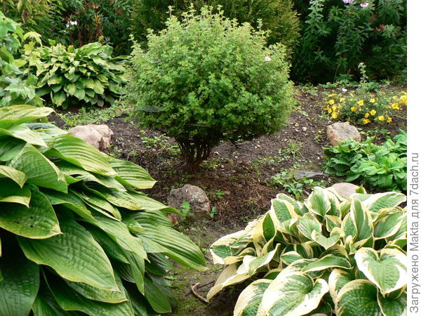 Розовая была сформирована, сейчас стволы остались