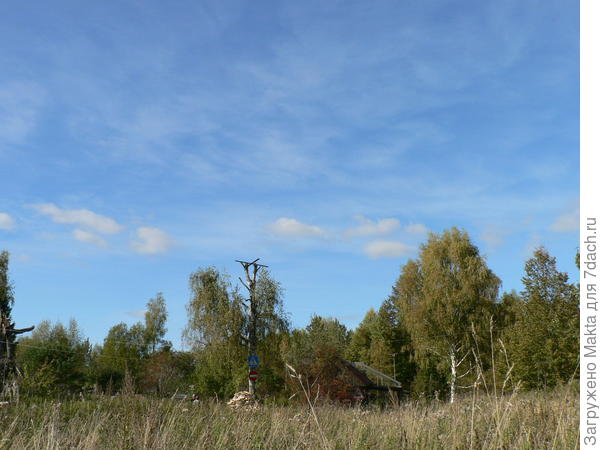 заросли, заросли...