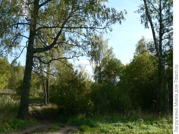 Старые берёзы на въезде