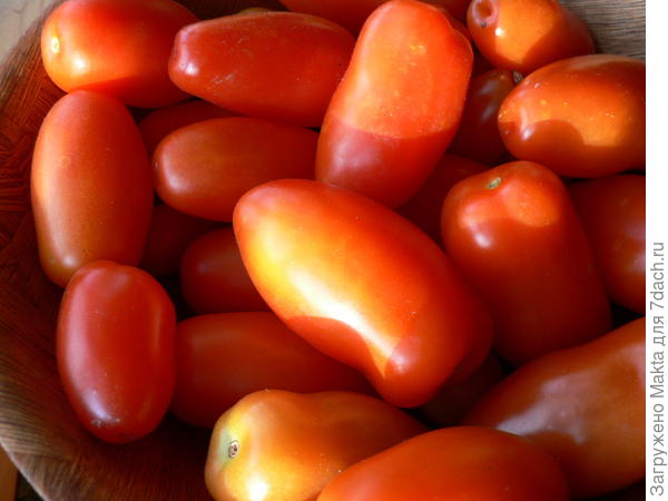 Советы селекционера Мязиной по выращиванию томатов. Сорта и гибриды.Выбираем свой. О семенах и рассаде. Высадка в грунт