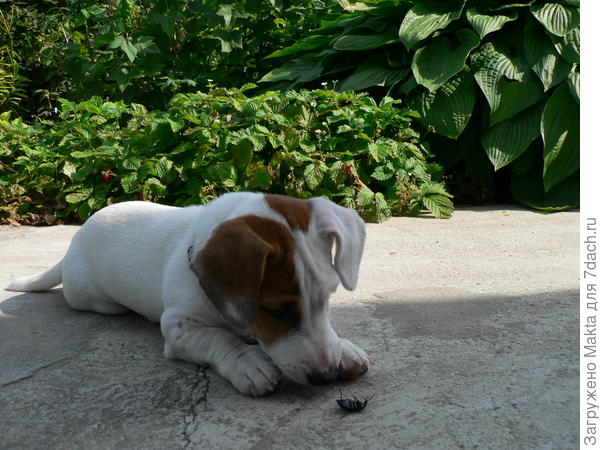 Б. Солемахер позади