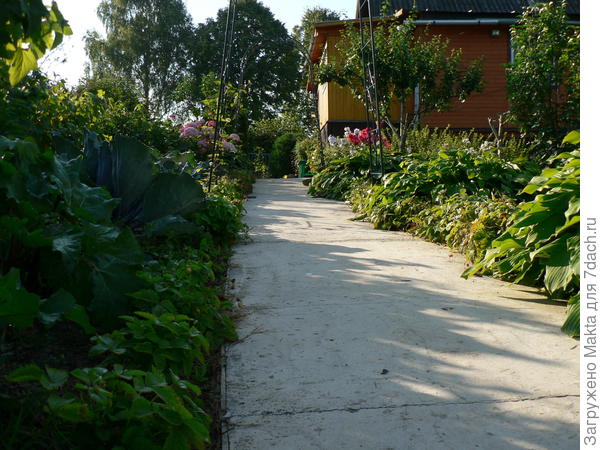 Часть земляники 19 августа