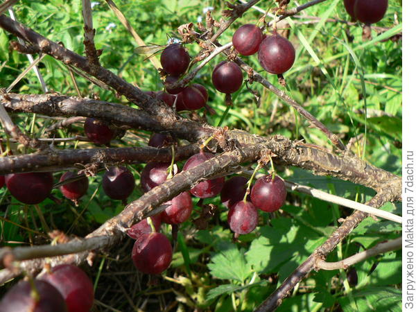 Черносливовый крыжовник