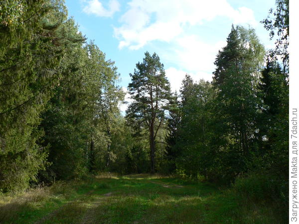 Лес для души