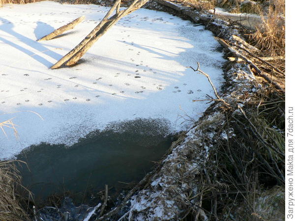 Одна из бобровых плотин со следами на снегу