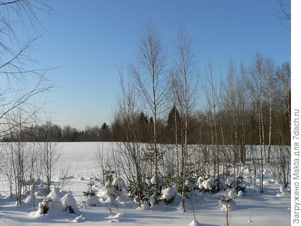 Сегодняшняя прогулка - еловый детский сад