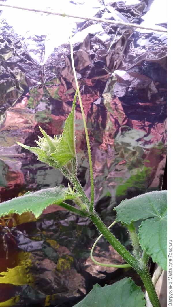 &amp;quot;Фурор&amp;quot;