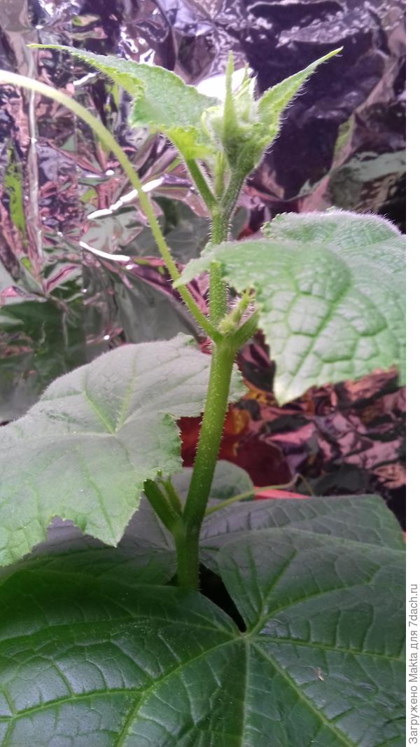 &amp;quot;Маша&amp;quot;