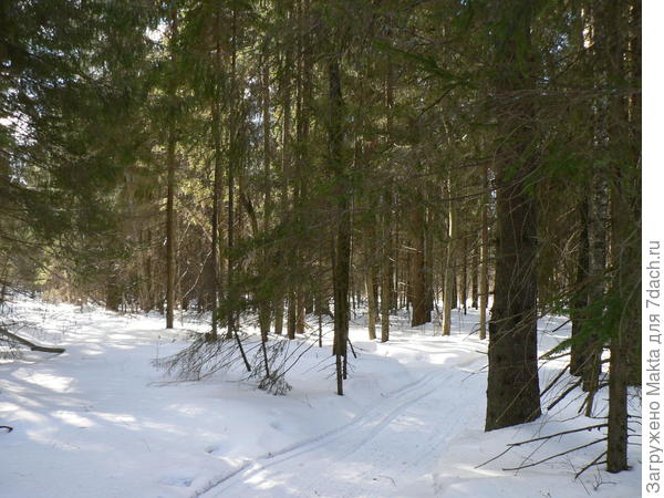 Хвойный лес