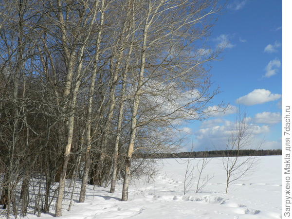 Кора обкусана лосями