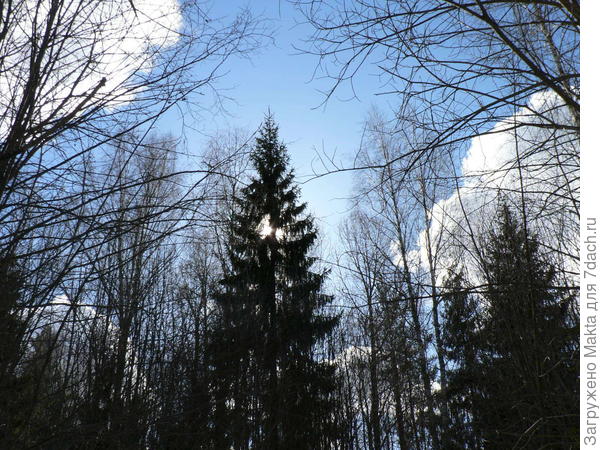 Ель и солнце