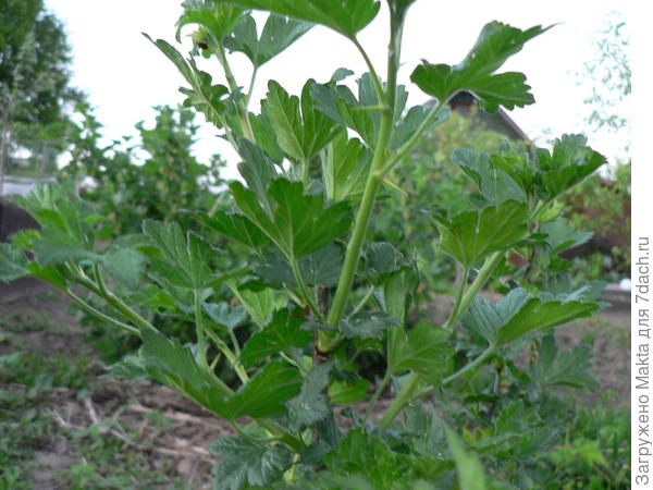 Побеги этого года срезаем в конце июня, оставляя 5 листочков