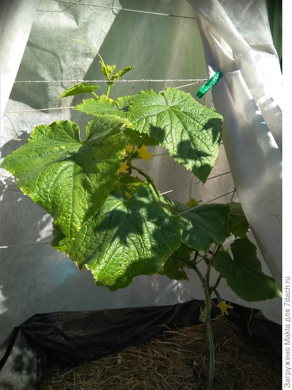 опять мешок