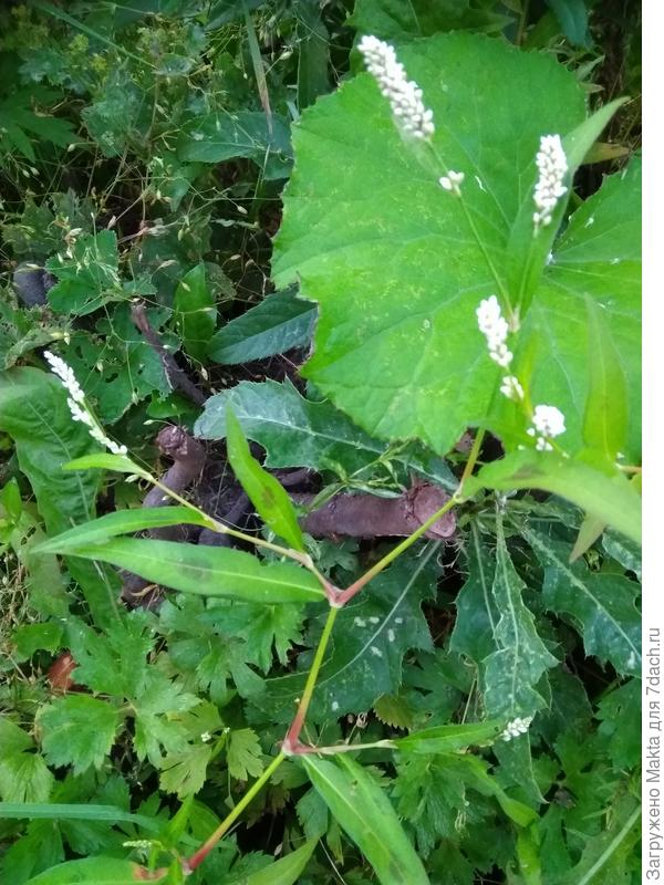 Высота горца около 50 см