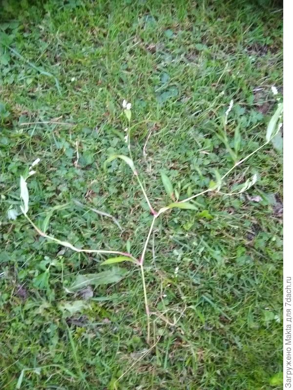 Горец почечуйный