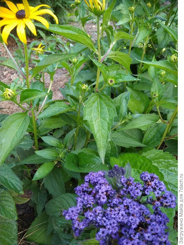 На фоне многолетней рудбекии Гольдштурм