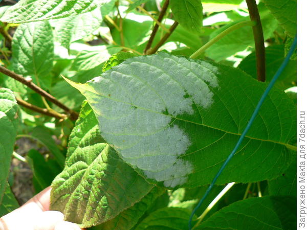 Это лист женской коломикты. Такое бывает