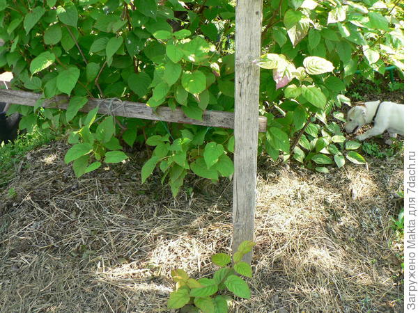 мульча 2-я в июне