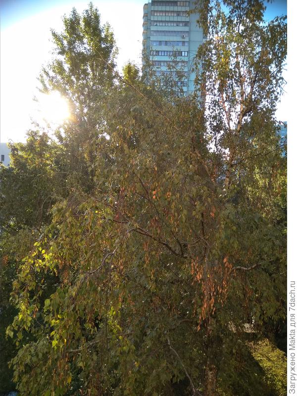 Хорошо, что берёза выше 6-го этажа
