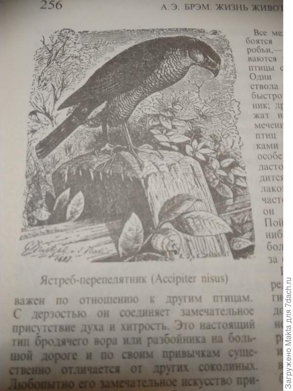 Этот у нас тоже не редкость