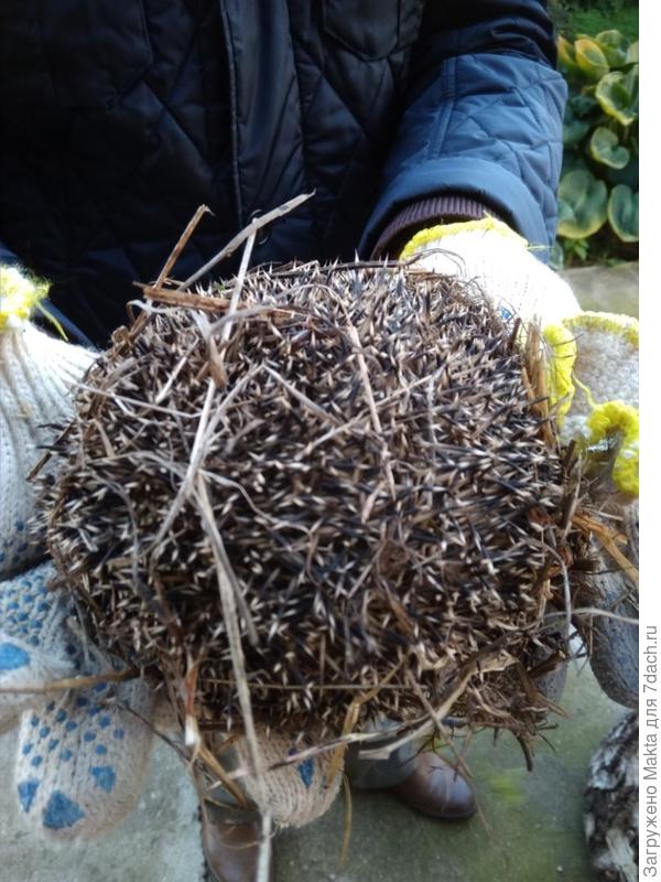 Клубок ежовый