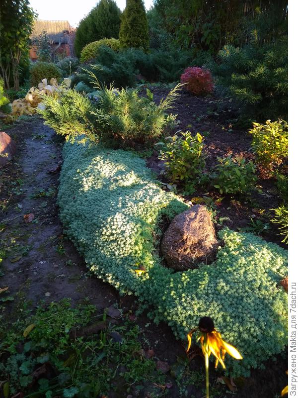 Слева под очитком пройдет дорожка