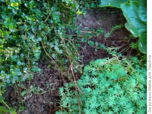 Границу тимьяна и очистка сейчас пощипала